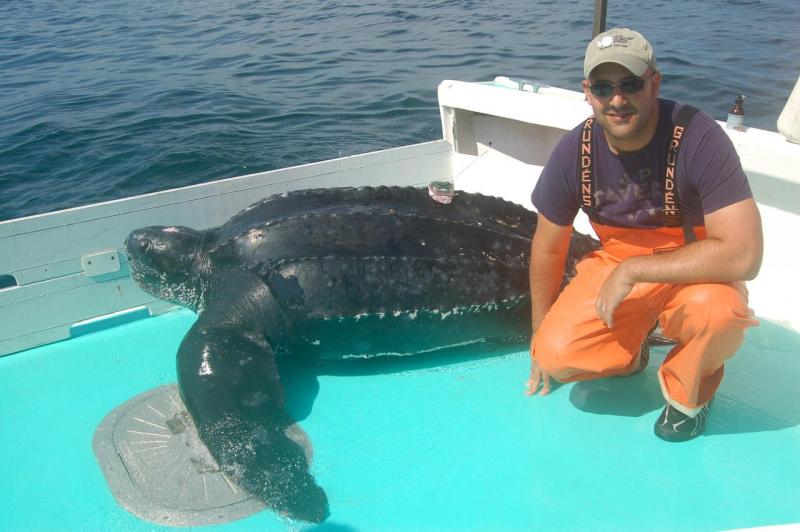 Large leatherback turtle on deck with Vincent Saba near it's tail.