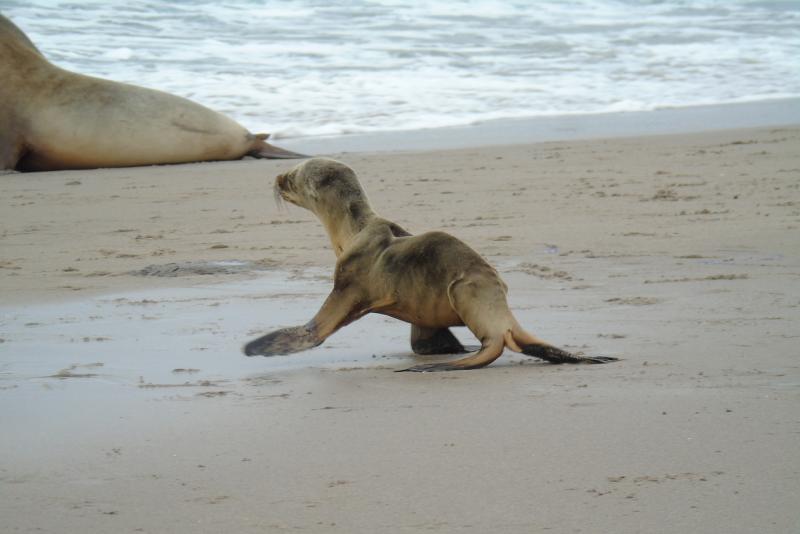 Young sea lion walking on a beach